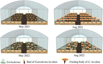 Diversity and effects of competitive Trichoderma species in Ganoderma lucidum–cultivated soils